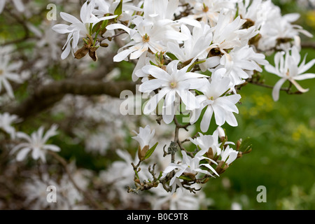 Magnolia stellata Foto Stock