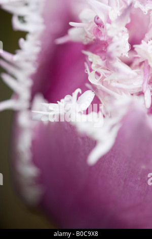 Orlata Bianco petali di Tulipa Cummins Foto Stock