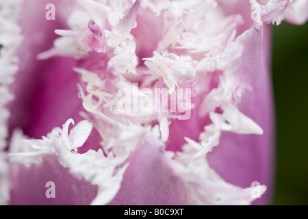 Orlata Bianco petali di Tulipa Cummins Foto Stock