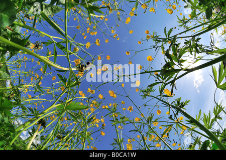 Hahnenfuss o Buttercup (Ranunculus acris) Foto Stock