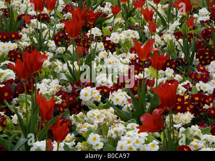 Visualizzazione dei tulipani scarlatto e il bianco e il rosso primulas, prese a Southport Botanic Gardens, primavera 2008. Foto Stock