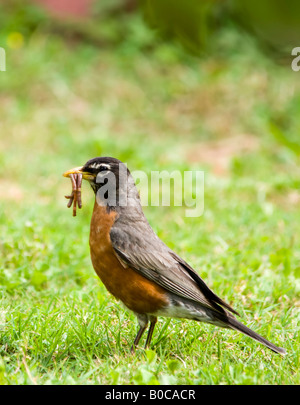 Un maschio di American Robin, Turdus migratorius, raccoglie i lombrichi di portare al suo nido. Oklahoma, Stati Uniti d'America. Foto Stock