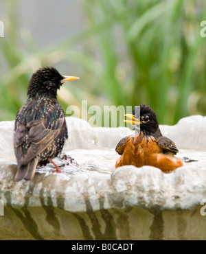 Un Americano Robin, Turdus migratorius, prende un bagno mentre attenzione spegnere un 'Europeo' Starling Sturnus vulgaris. Oklahoma, Stati Uniti d'America. Foto Stock