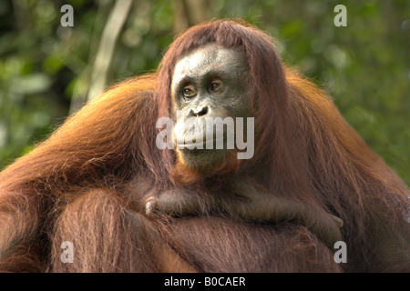 Femmina di OrangUtan Borneo Sarawak Foto Stock