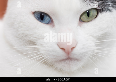 Chiusura del giovane femmina odd-eyed white gatto domestico (felis catus) guardando la telecamera Foto Stock