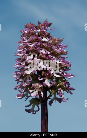 Militare - Orchidee Orchis militaris, Francia (estremamente raro in Gran Bretagna). Foto Stock