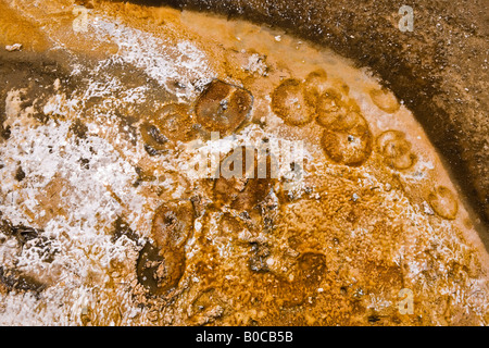 Immagine di elk zoccolo stampe dove un alce ha rotto attraverso la crosta di minerali nell'area idrotermale Foto Stock