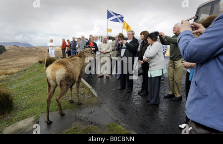 Un cervo selvatico si mischia con i turisti A LAYBY nelle Highlands della Scozia vicino a Glencoe.UK. Foto Stock