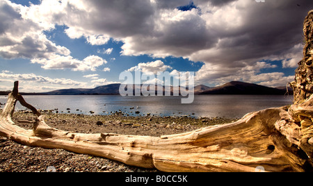 Albero caduto Foto Stock