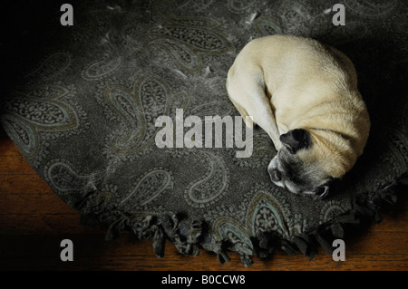 Pug dog avvolto a ricciolo di dormire sul letto di Paisley Foto Stock