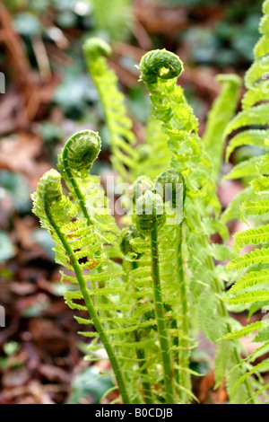 MATTEUCCIA STRUTHIOPTERIS AGM dispiegarsi di nuove foglie di felce penna Foto Stock