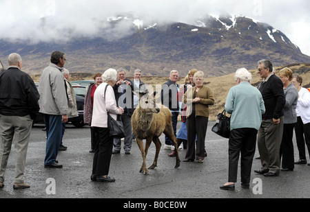 Un cervo selvatico si mischia con i turisti A LAYBY nelle Highlands della Scozia vicino a Glencoe.UK Foto Stock