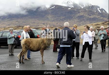Un cervo selvatico si mischia con i turisti in un LAYBY sulla A82 in Grampian Mountains vicino a Glencoe,Scozia,UK. Foto Stock