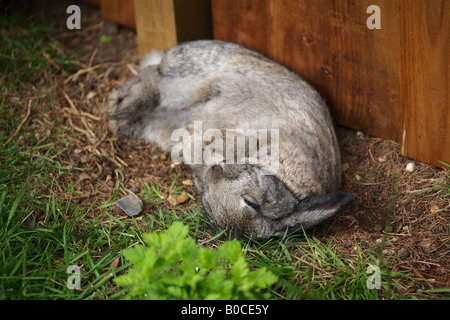 Happy bunny coniglio in rotolamento sporco. Foto Stock