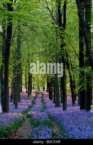 Bluebells e legno di faggio, percorso boschivo in sera la luce solare, [Dockey legno], [Ashridge Estate], England, Regno Unito Foto Stock