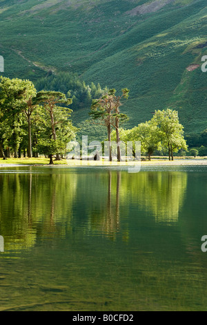 Lago Buttermere cedro e alberi di pino sulla riva del lago riflette sulle acque dei laghi, 'Il Lake District' Cumbria Inghilterra England Regno Unito Foto Stock