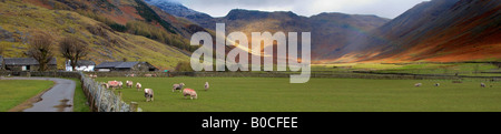 Pecore Herdwick grande Langdale ovini in The Langdale Valley Cumbria Lake District inglese Foto Stock