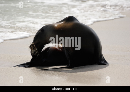 'Sea lion' [Zalophus wollebaeki] graffiare la testa sulla spiaggia, "Baia Gardner', Espanola, Isole Galapagos, Ecuador, "Sud America" Foto Stock