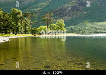 Lago Buttermere cedro e alberi di pino sulla riva del lago riflette sulle acque dei laghi, 'Il Lake District' Cumbria Inghilterra England Regno Unito Foto Stock