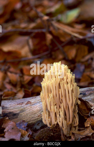 Montante di funghi di corallo Foto Stock