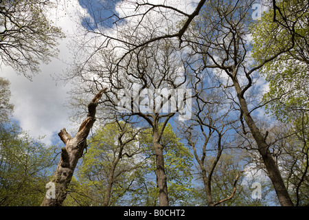 Inizio della primavera sfondo Foto Stock