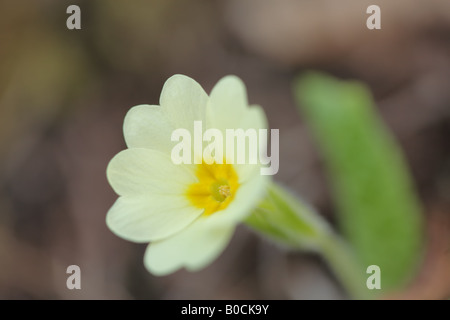 Fiore selvaggio Foto Stock