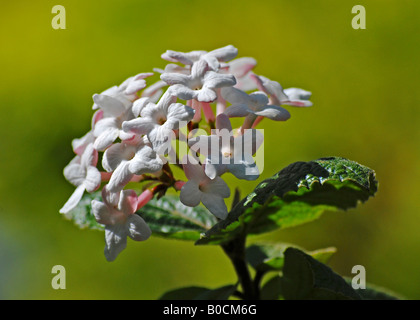 Viburnum juddii Foto Stock