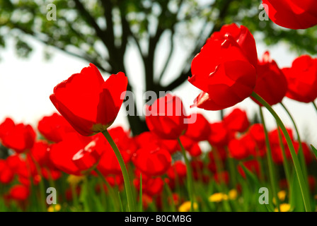 Tulipani rossi fiori che sbocciano in un campo a molla Foto Stock