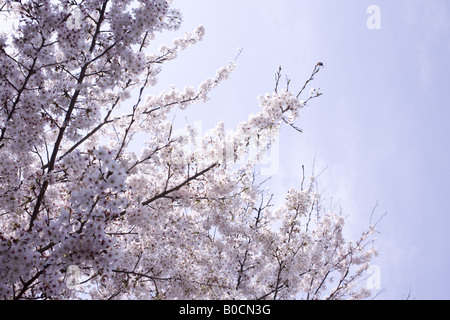 Fiori di ciliegio Foto Stock