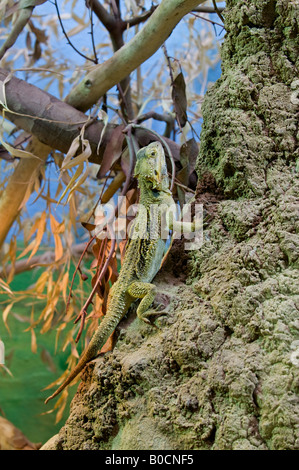 Inland barbuto Dragon: Pogona vitticeps Foto Stock