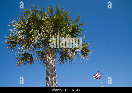Una bandiera americana vola accanto a un cavolo Palm tree, la struttura dello stato della Florida. Foto Stock