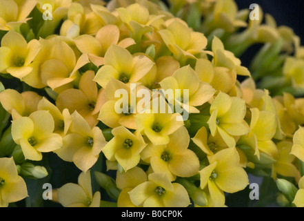 Giallo Kalanchoe Foto Stock