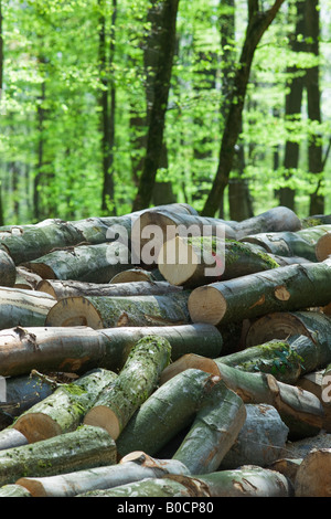 Registri sovrapposti per il taglio di legna da ardere in un boschetto di faggio montagne Vosges FOREST ALSACE FRANCIA Foto Stock