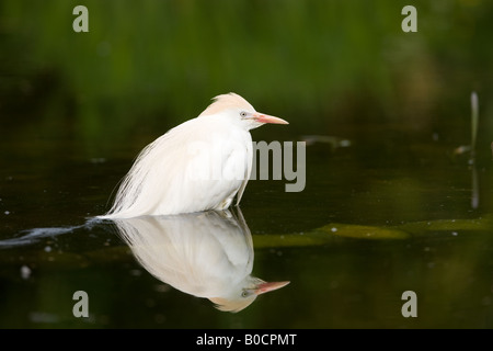 Airone guardabuoi in piedi nel lago - Ardeola ibis Foto Stock