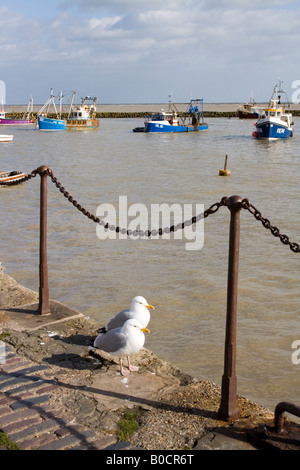 Due gabbiani sulla banchina sotto le ringhiere a Folkestone Harbour Foto Stock