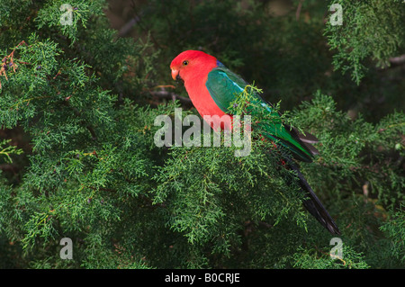 Australian re parrot Alisterus scapularis maschio appollaiato in una struttura ad albero Foto Stock