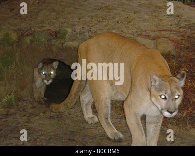 Florida Panthers Foto Stock