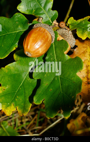 Foglie di quercia e ghiande. Foto Stock