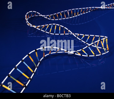 Molecola di DNA costituito da due trefoli ritorti l'uno intorno all'altro per formare una doppia elica Foto Stock