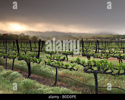 La molla vigneto nelle prime ore del mattino Foto Stock