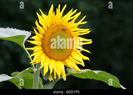 Testa di girasole con bee Foto Stock