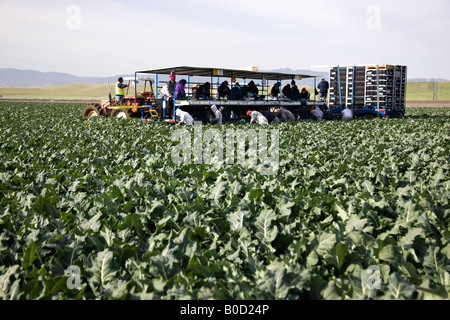 Attrezzature e lavoratori la raccolta di broccoli. Foto Stock