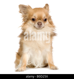 Papillon davanti a uno sfondo bianco Foto Stock