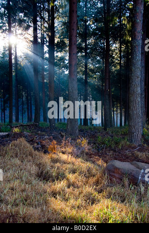 Rottura di luce attraverso una nebbiosa foresta di pini in Sud Africa. Foto Stock