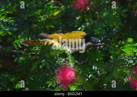 Di fronte blu Honeyeater Entomyzon cyanotis in bottiglia albero spazzola con fiori di colore rosso Foto Stock