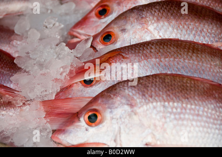 Fresh Red Snapper fish - Huachinango in spagnolo - Pranzo in ghiaccio per la vendita nel mercato in stallo Puebla, Messico. Foto Stock