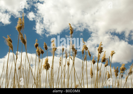 Asia,Iran,far stato,Eghlid città,le canne di intorno alla molla Rasoolollah in testa la molla Foto Stock