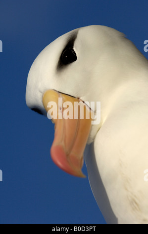 Nero browed Albatross Diomedea melanophoris Isole Falkland vista ravvicinata della testa e becco guardando verso il basso Foto Stock