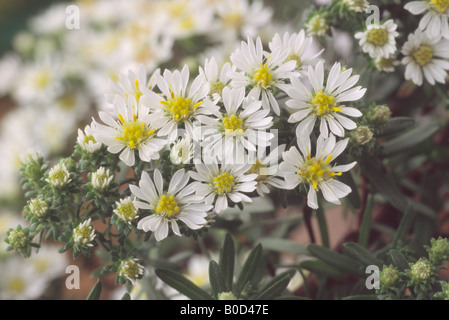 Aster ericoides f. prostratus (Heath aster) Foto Stock