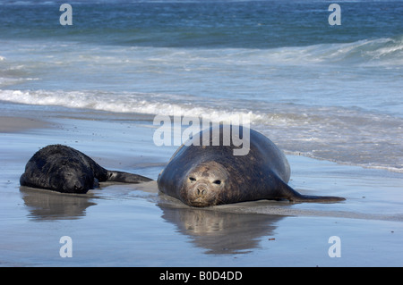 Elefante marino del sud Mirounga leonina Sea Lion Island Isole Falkland madre e neonato pup giacente insieme sulla spiaggia b Foto Stock